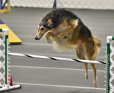 Top Versatility Borzoi 2019